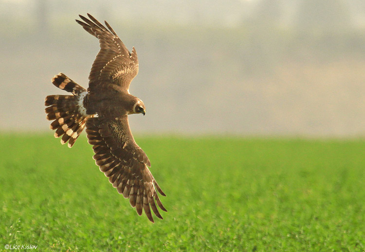        Palid Harrier Circus macrourus  Beit Shean valley 22-12-10  Lior Kislev                         